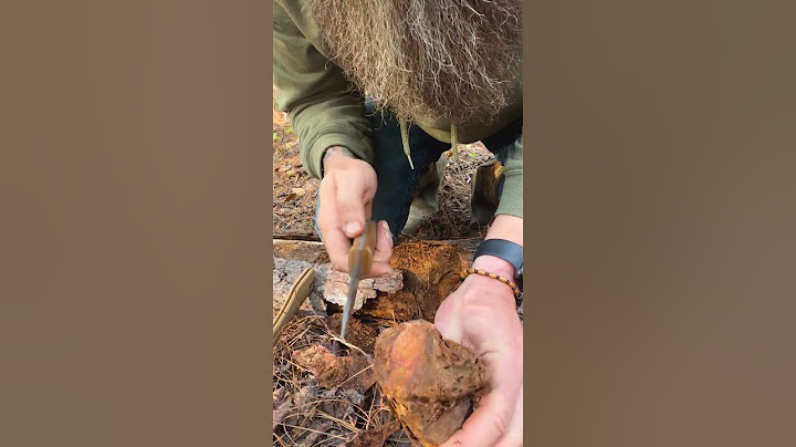 The Best Way to Find Fat Lighter for Easy Fire Starters