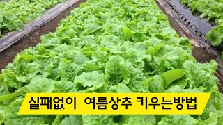 How to grow summer lettuce easily