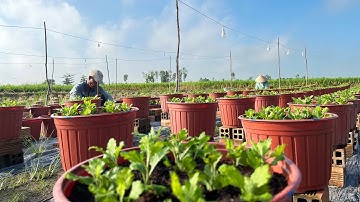 HƯỚNG DẪN TRỒNG CÚC PHA LÊ - TẬP 1 | TẾT 2025