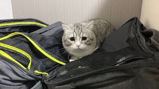 出かけようとしたら猫がリュックに入って連れていけと言ってきます…汗