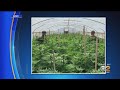 Illegal Marijuana Grow Bust Nets 30,000 Pounds Of Plants