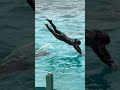 プッシングパトロール 鴨川シーワールド シャチショー ※2024.04 / kamogawaseaworld orca killerwhales show