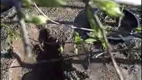 Pruning Minor Spring Branch Die Back On Trees