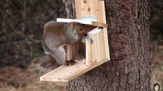 Squirrel feeder or trap!?