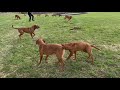 Red fox labrador retriever - Elevage labrador Red fox