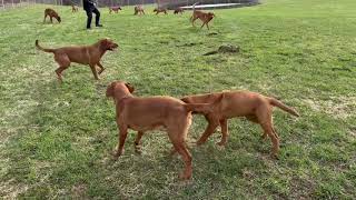 Red fox labrador retriever - Elevage labrador Red fox