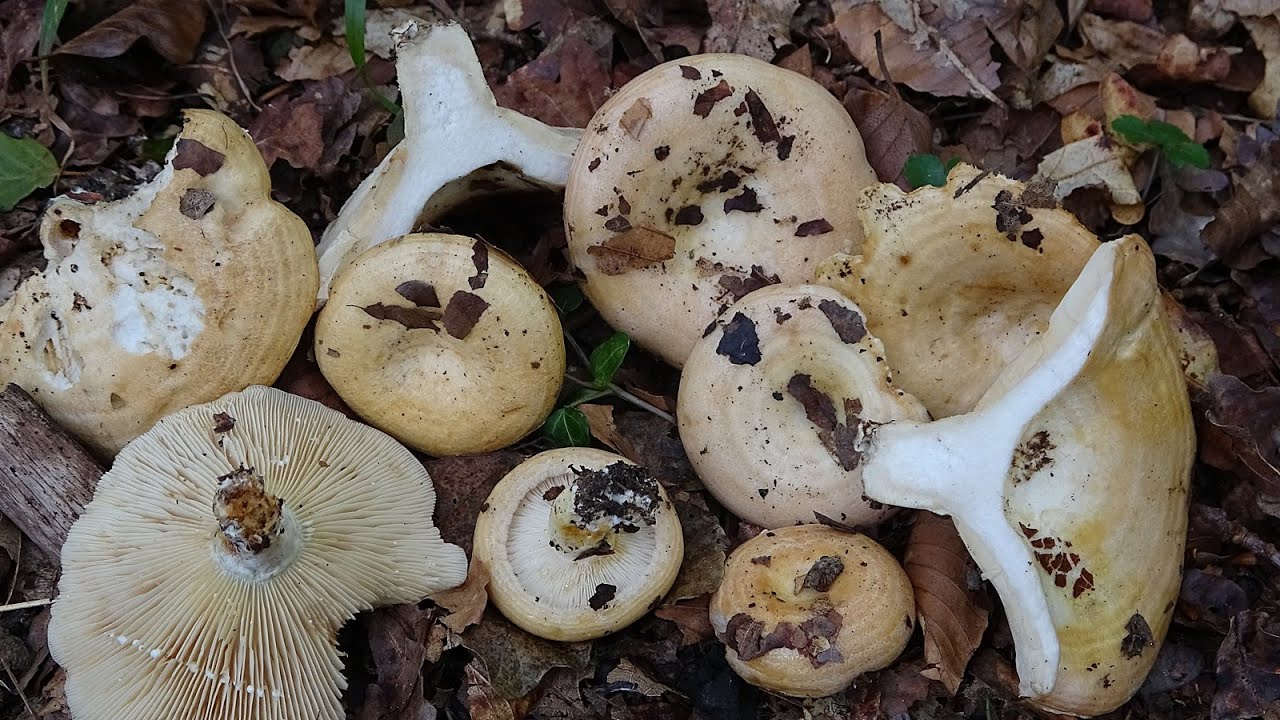 Lactarius zonarius - Falso niscalo  -  Ringed Milk-Cap