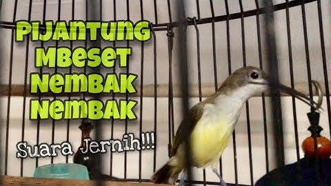 Pijantung Pisang Gacor Mbeset Nembak Nembak Speed Rapat Durasi Panjang Suara Jernih | Kicau Tembak