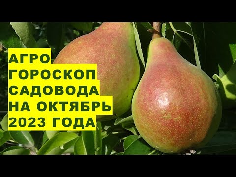 Агрогороскоп садовода на октябрь 2023 года.Gardener's agrohoroscope for October 2023