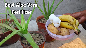Do aloes like to be root bound?