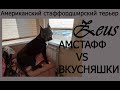 Амстафф Зевс. Забавные моменты. На что готов амстафф за &quot;вкусняшки&quot;)