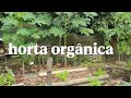 Olha como tá os quatro chuchu que eu ganhei replantei tomate pimentão e abobrinha