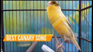 KENARI GACOR  Canary Birds sound bird Singing  الكناري  episode 418