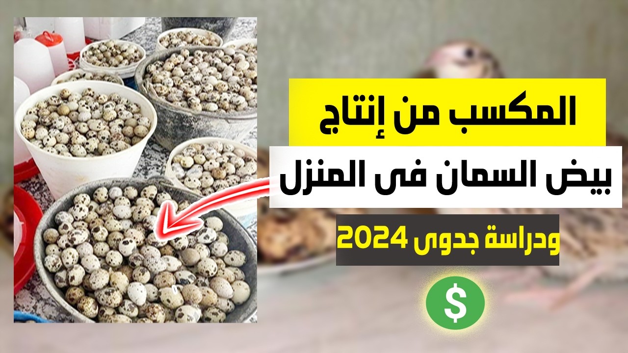 مشروع إنتاج بيض السمان: دراسة جدوى حديثة وخطوات بدء مشروع مربح في المنزل