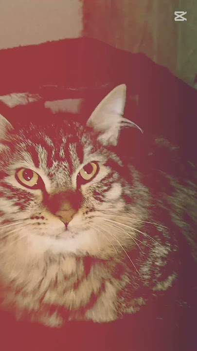 😎https://www.tiktok.com/@meowtokstar?_t=ZS-8uoIbIhrRhf&_r=1#followTikTokaccount #
