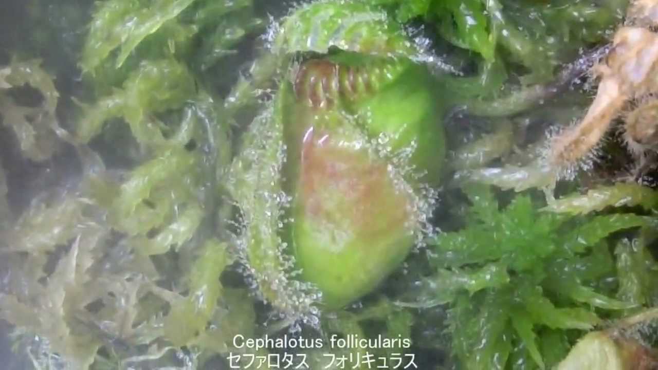 食虫植物 アクアテラリウム Carnivorous Plants Aqua Terrarium Youtube