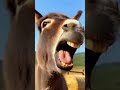 The Animal Kingdom #wildlife #wildlife #monkey #lifeisbutadream #military #whowillbemylifepartnerta