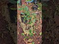 Lime Tree Plant For Sale