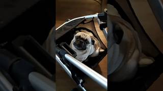 Pug loves stroller