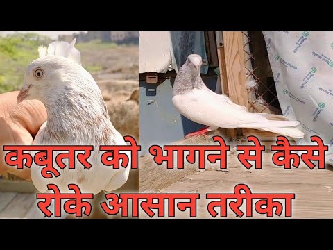 वीडियो: कबूतर कब भागते हैं?