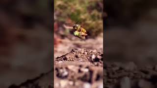 Honey beeinsectspecularityviral