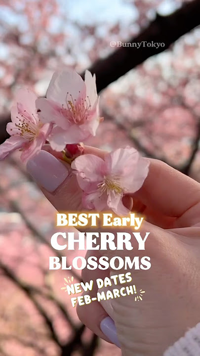 Best EARLY Cherry Blossoms Spot w/Dates