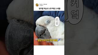 앵무랄 잭슨도 잠을 잔다?! #동물 #유머