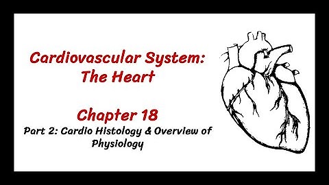 Ch 18: The Cardiovascular System - The Heart, Part 2: Cardiac Histology & Overview of Physiology