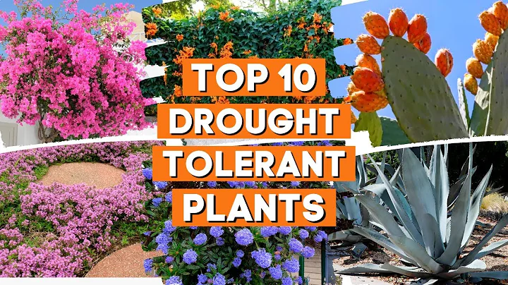 10 Drought Tolerant Plants That Will Survive The Driest Conditions ☀️✨🌼 - DayDayNews