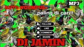 Suara pikat semua burung paling ampuh ,auto ngumpul semua!