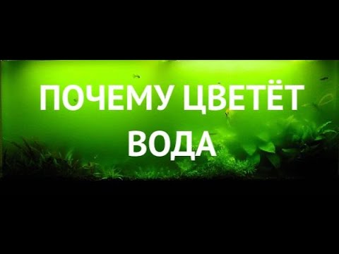 Почему зеленеет (цветёт) вода в аквариуме.