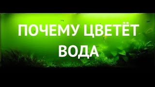 Почему зеленеет вода в аквариуме.