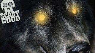 The DOGMAN of Devil's Lake! 2 All New Werewolf Tales
