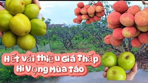 HẾT VỤ VẢI THIỀU CHUYỂN SANG CHĂM SÓC TÁO HI VỌNG TÁO ĐƯỢC MÙA - ĐƯỢC GIÁ I NÚI ĐỒI LỤC NGẠN