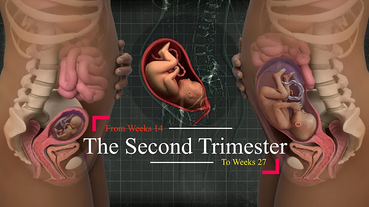 Second Trimester of Pregnancy| Your weekly guide (Weeks 14-27). 👼🏻💞🤰🏻