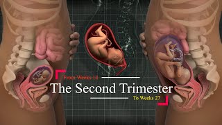 Second Trimester of Pregnancy| Your weekly guide (Weeks 14-27). 👼🏻💞🤰🏻