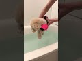 お家でプールの練習をしたら楽しすぎて水から上がってもずっと泳いでる妹犬 #shorts #dog #トイプードル #犬