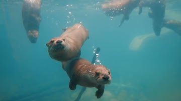 Toledo Zoo | This Summer, Celebrations Will Be Mighty!