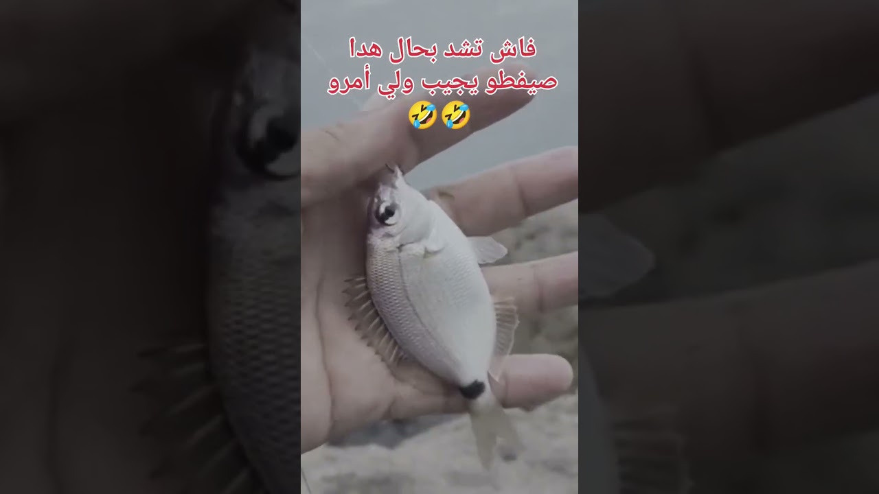 السمسار 🤣🤣 #fishing #fish #trending #trend #explorepage #funny #memes #usa #happy #foryoureels