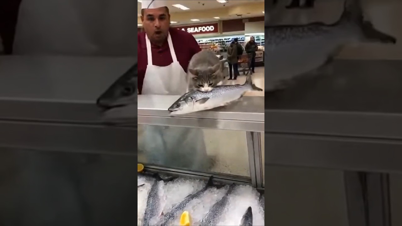 Cat vs Butcher🤣🤣
