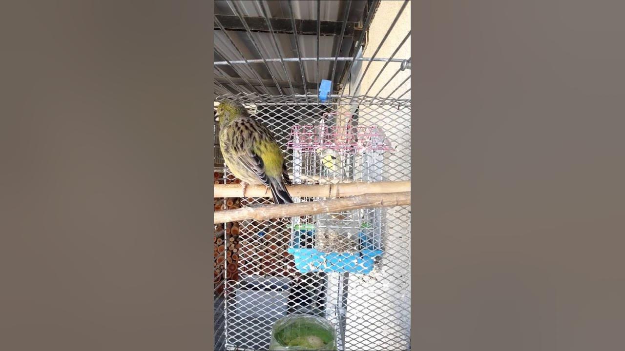 Fife Fancy Canary singing (Idalium Cyprus) YouTube