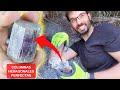 Extrayendo INCREÍBLES CRISTALES de ARAGONITO LILA | Buscando minerales