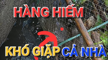 MÙA GIÓ CHƯỚNG BẤT CHỢT LỜ ĐẦY ẤP CÁ LỜ HÔM NAY DÍNH NHIỀU CÁ NGON