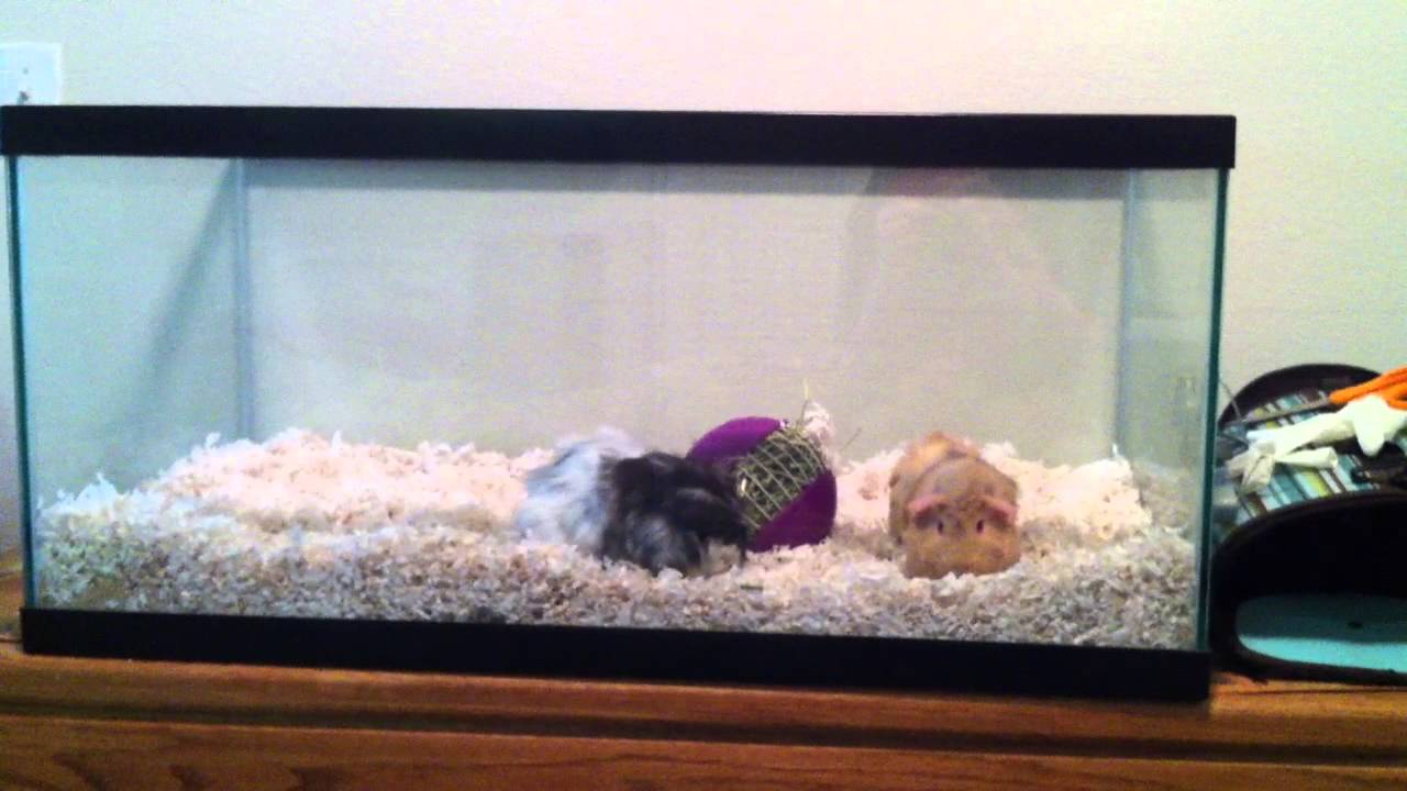 fish tank for guinea pig