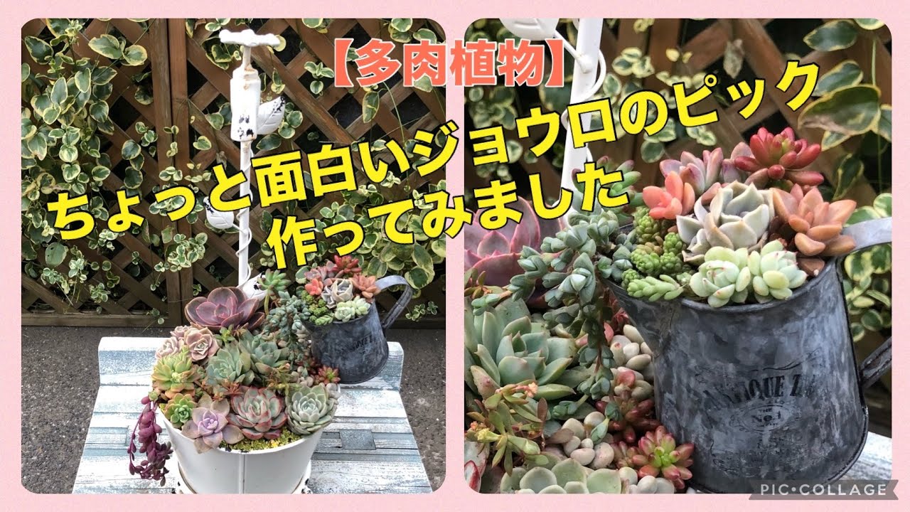 多肉植物】ちょっと面白いジョウロのピックを作ってバケツの鉢に寄せ
