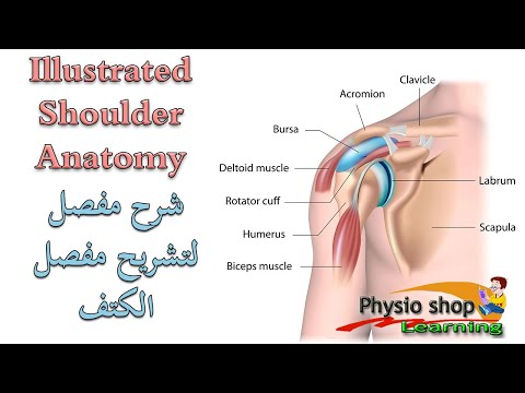 Shoulder Joint Anatomy شرح تفصيلي لتشريح مفصل الكتف