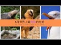 世界之最 | 最危險的8大鳥類排名 Top 8 most dangerous birds in the world（字幕点CC）