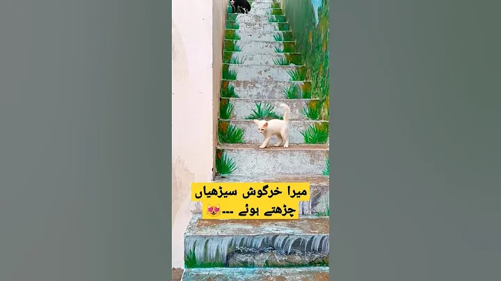 Watch the video about The way he hops looks absolutely adorable! 😻😍🐾 #cat #meows #hopingkitten #cutekitten #adorablemeows