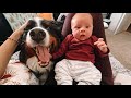 Bernese Mountain Dog Teaches Baby Tummy Time