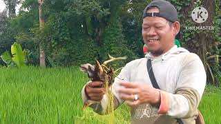 Mardoton, Jaring Burung Seruu